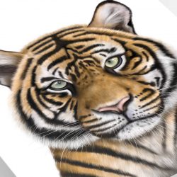 Tiger art print close up